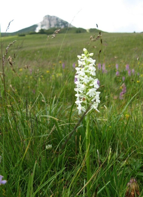 Gymnadenia bianca